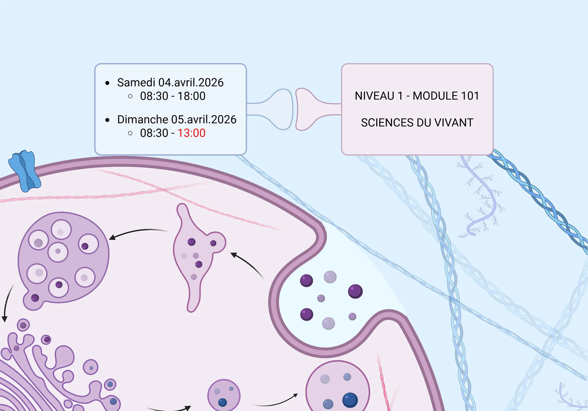 Diagramme éducatif représentant un planning du week-end avec deux dates et horaires, et un schéma stylisé d'une cellule avec différentes phases de division ou d'activité cellulaire, avec des filaments de couleur dans un fond bleu clair.