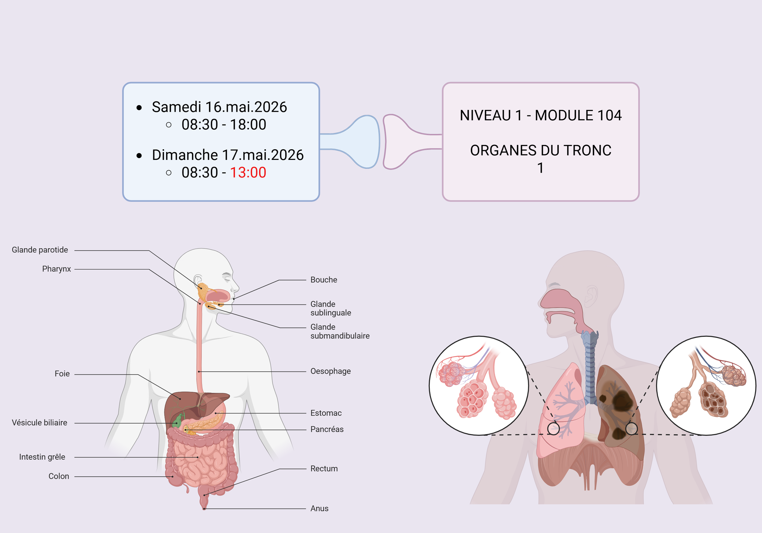 Diagramme anatomique du système digestif humain montrant la bouche, la gland parotide, pharynx, gland sous-linguale, gland sub-mandibulaire, œsophage, foie, vésicule biliaire, estomac, pancréas, intestin grêle, colon, rectum, anus. Illustration de poumons avec découpes pour montrer les bronches, ainsi que les appareils digestifs et respiratoires, avec un focus sur les organes de l'abdomen.