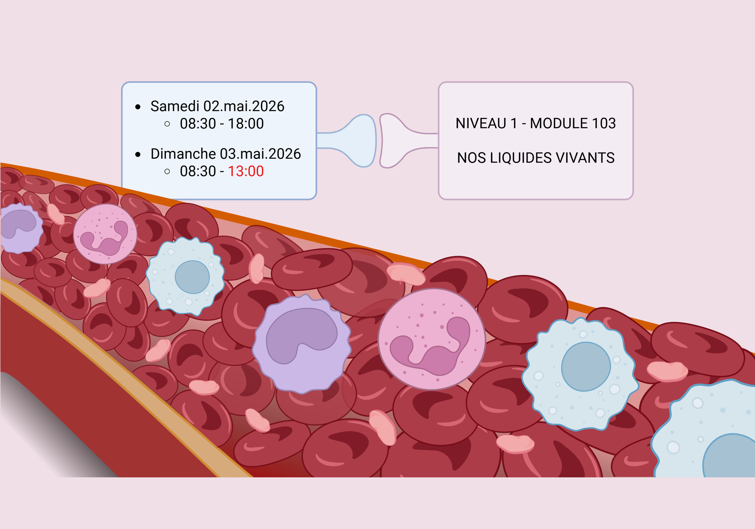 Une illustration d'une coupe transversale d'une veine avec des globules rouges et des globules blancs, accompagnée d'un calendrier indiquant des dates et des heures pour les 2 et 3 mai 2026, et des détails sur un module de formation sur les liquides vivants.