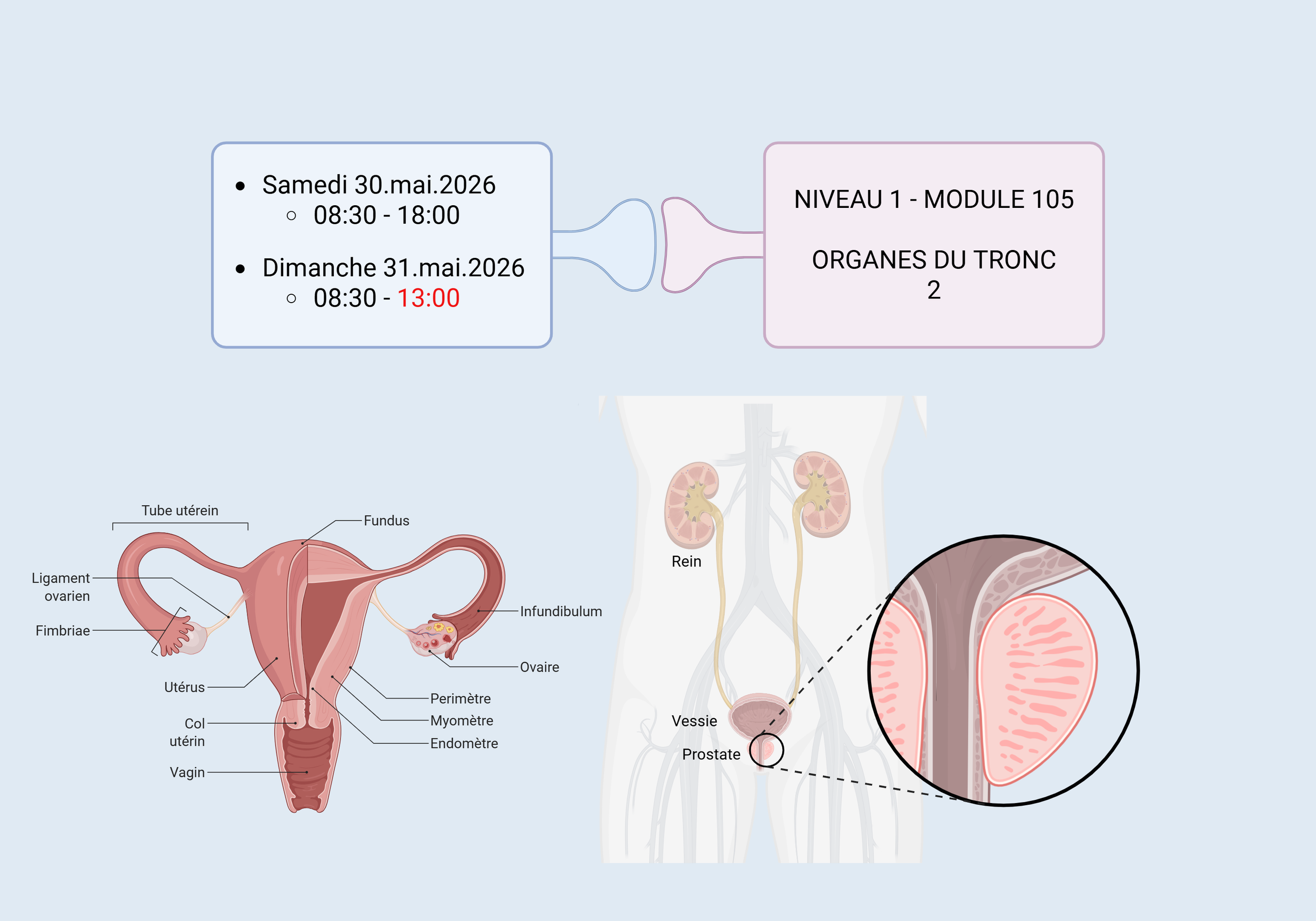 Diagramme médical des organes reproducteurs féminins et urinaires, avec une vue détaillée de la paroi de la vessie, et un calendrier avec deux dates et horaires pour un cours ou un rendez-vous.