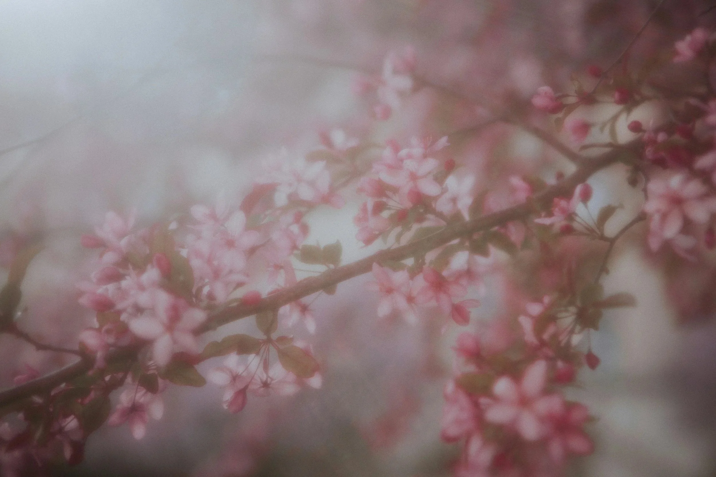 Close-up of pink cherry blossoms blooming on a branch, with a soft-focus background.