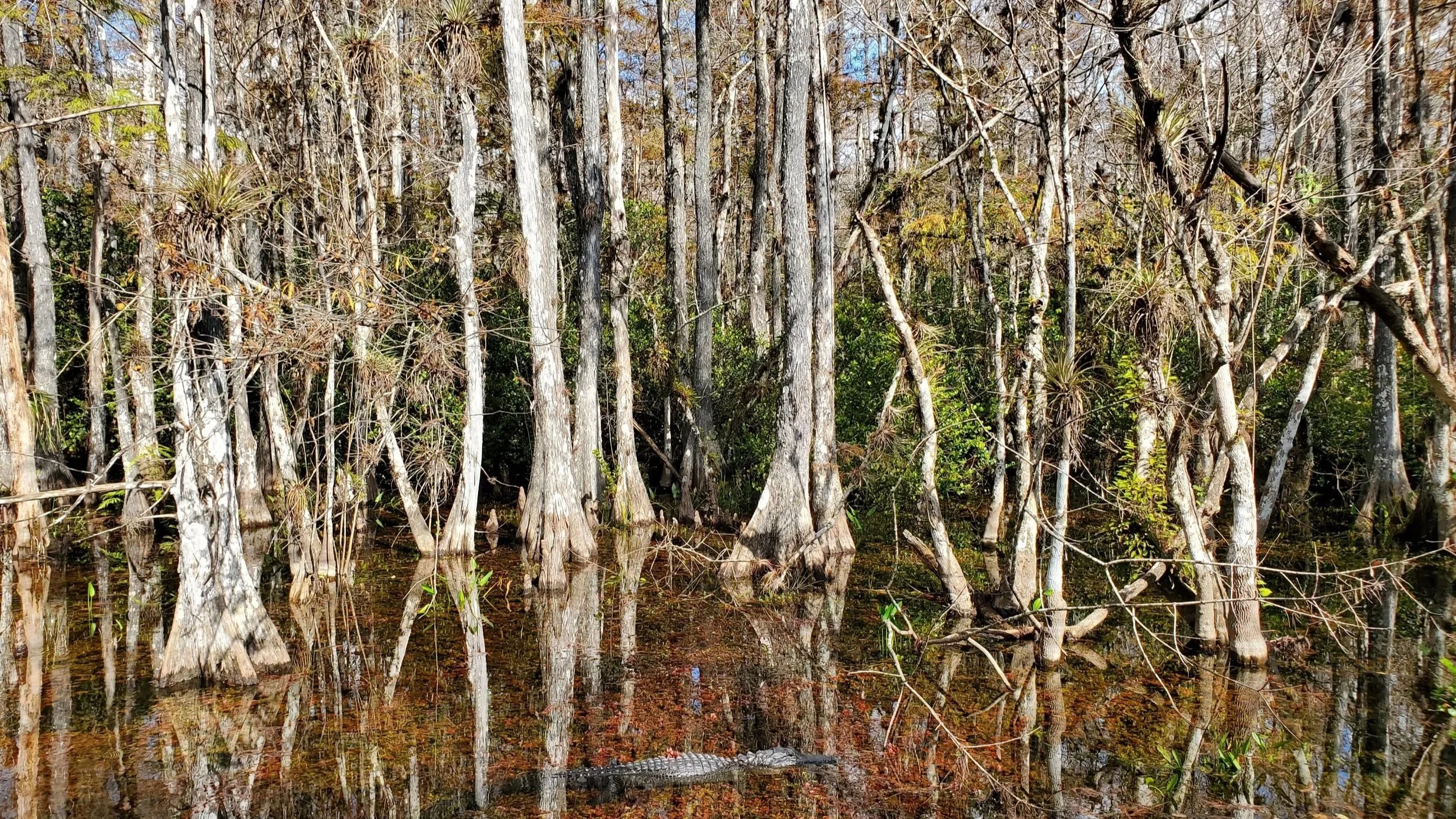 Swamp with cypress trees, some with Spanish moss, and water at the base reflecting the trees, in a wetland area with sparse green foliage. Florida Everglades