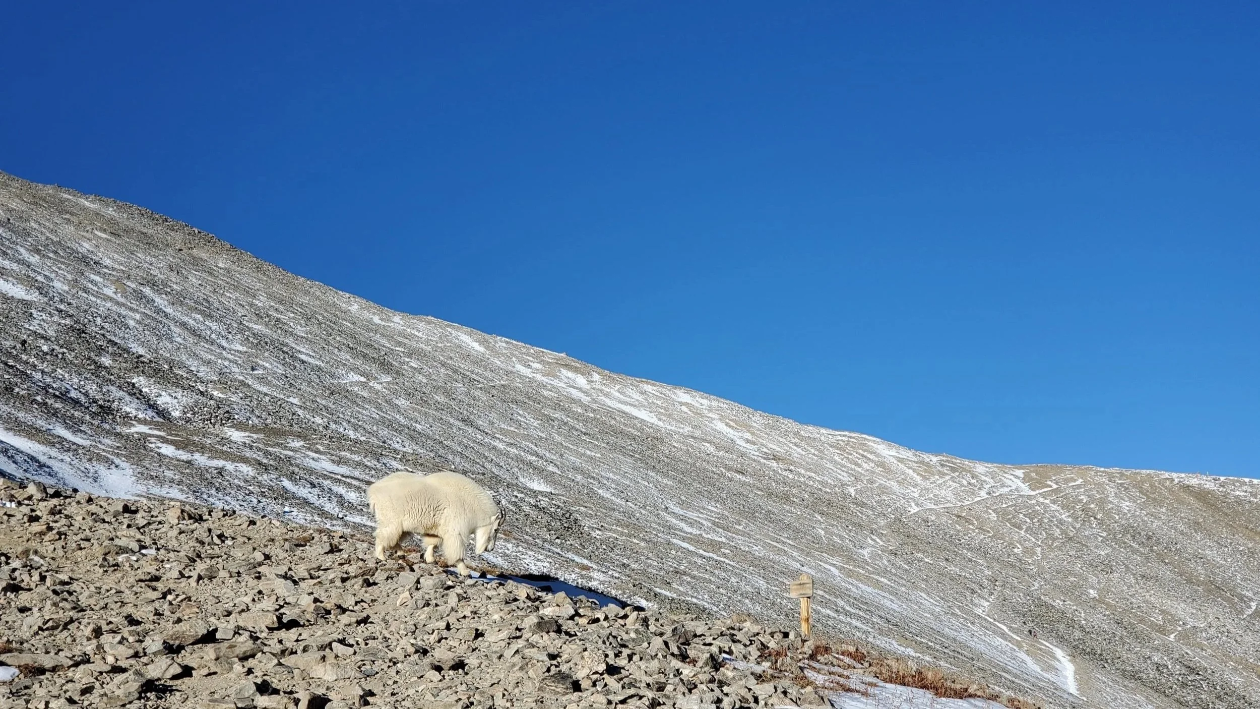 A white goat grazing on rocky terrain on a mountain slope with a clear blue sky above.
