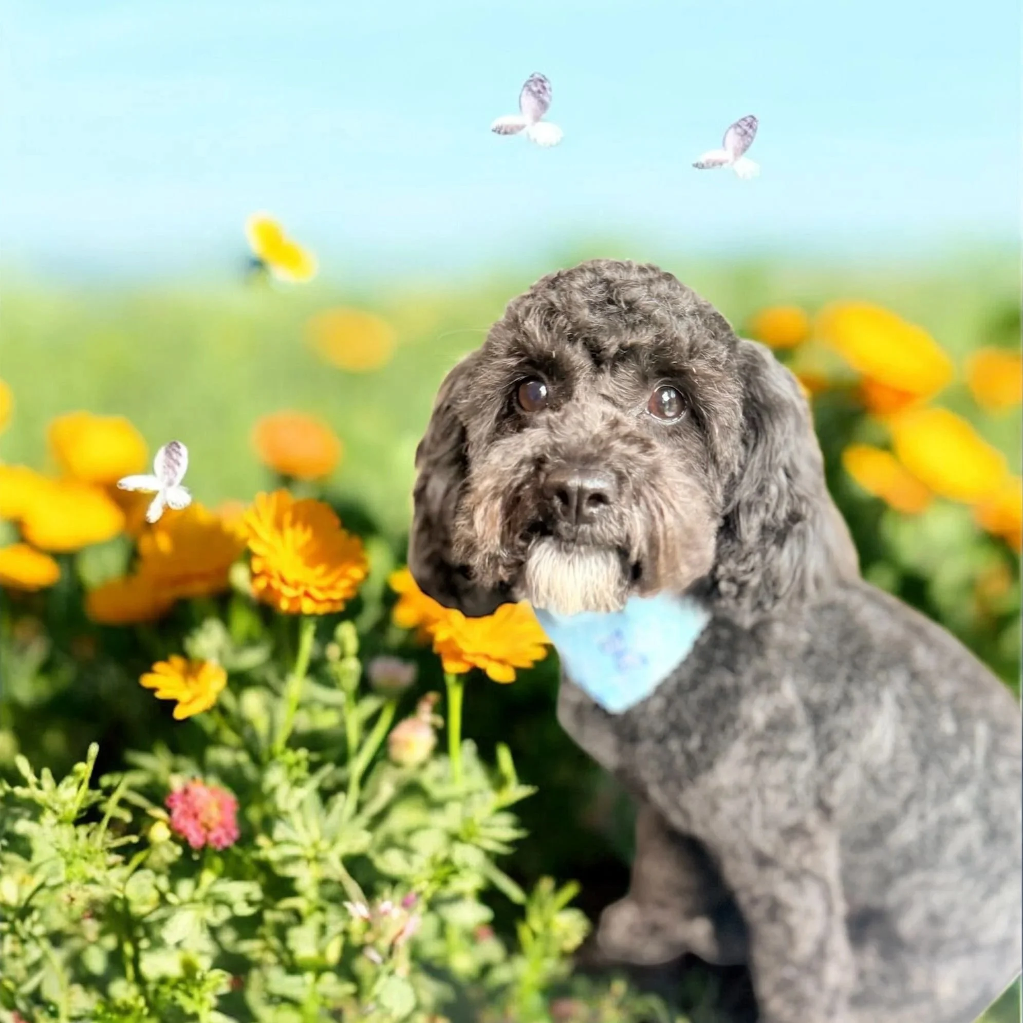 A cute, gray, curly-haired puppy with a blue bandana around its neck, sitting among colorful flowers and butterflies in a garden.