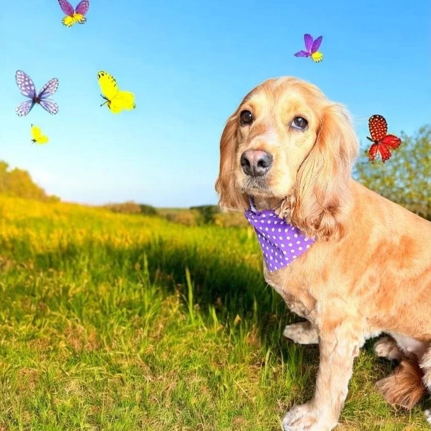 A golden retriever dog wearing a purple polka dot bandana, sitting in a grassy field with a clear blue sky overhead. Colorful butterflies are flying around its head.