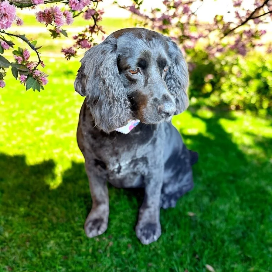 A black and gray spaniel sitting on grass under pink flowering branches in a garden.