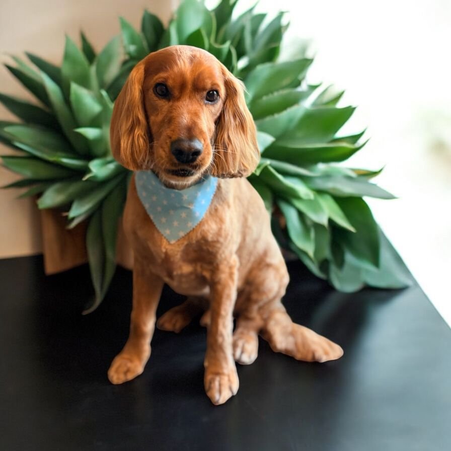A brown Cocker Spaniel puppy wearing a blue bandana with white polka dots, sitting in front of a large green plant indoors.