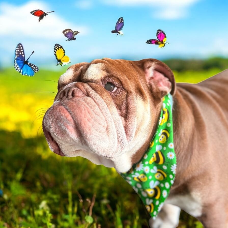 A bulldog wearing a green bandana with yellow bees and white flowers, looking at colorful butterflies flying in the sky in a field.