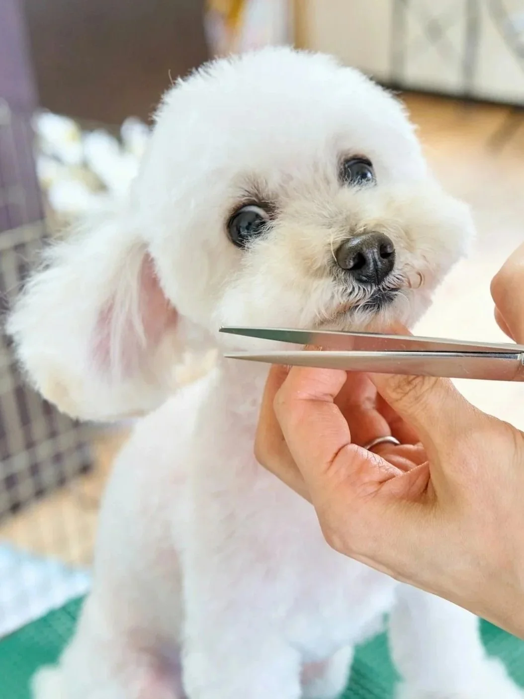 A small white puppy with fluffy fur being fed with a spoon by a person's hand.