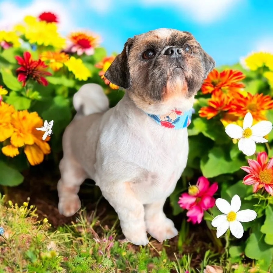 A small dog with a short white coat, dark face, and expressive eyes standing among colorful flowers including yellow, red, pink, and white blossoms, with a blue sky in the background.