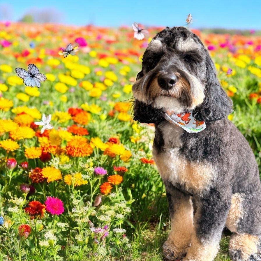 A cute dog with a bandana sitting in a colorful flower field with butterflies flying around.
