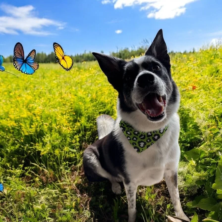 A happy black and white dog sitting in a field of yellow flowers with blue sky and butterflies flying nearby.