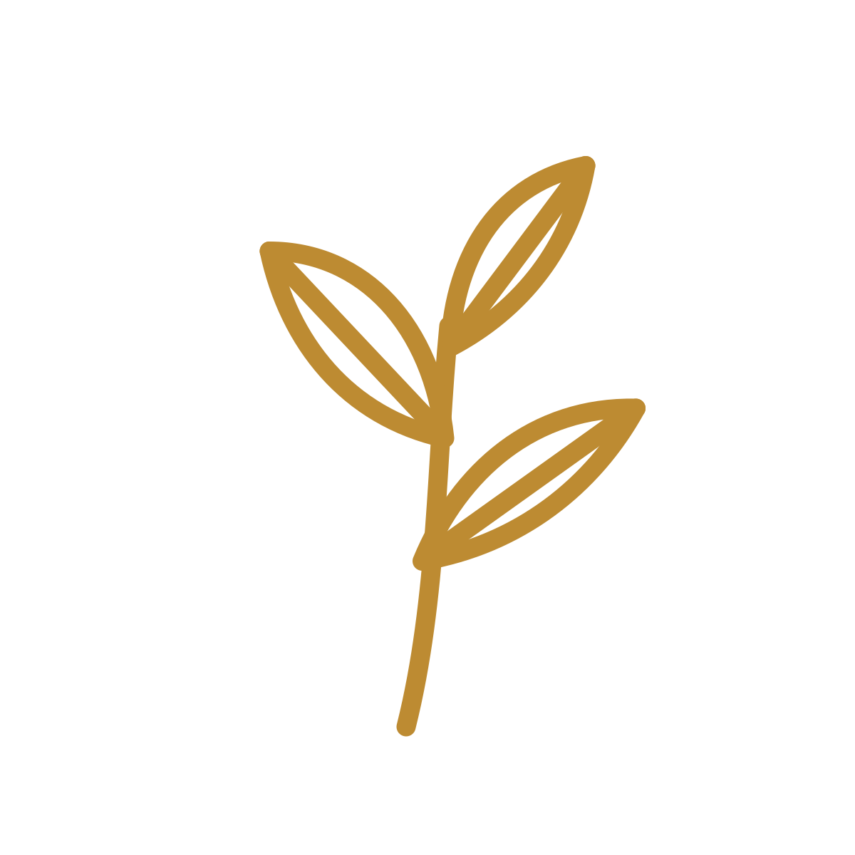 Simple line drawing of a small plant with three elongated leaves in brown color.