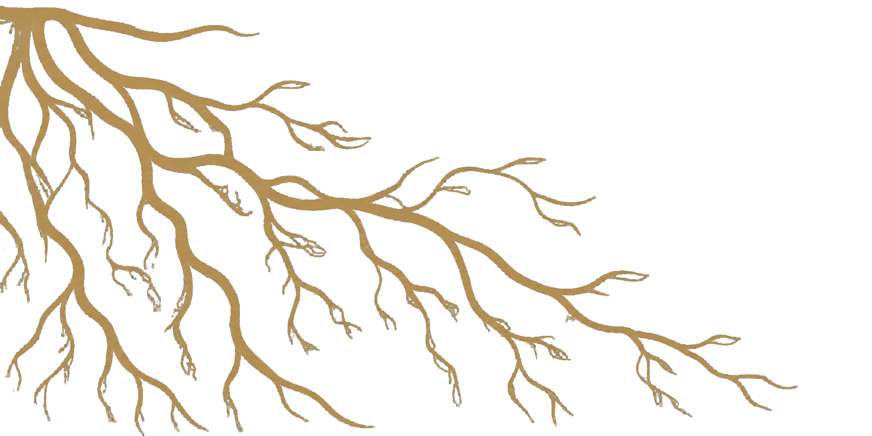 Illustration of tree roots in yellow on a transparent background.