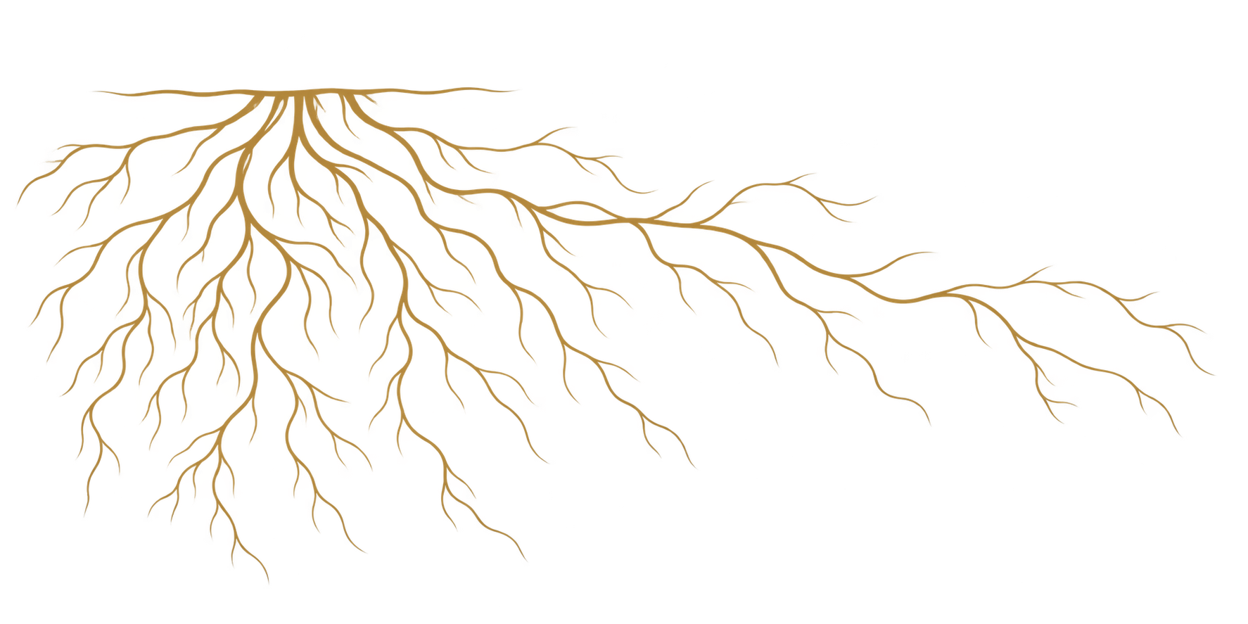 Diagram of a human nerve extending from the spinal cord with nerve branches illustrating the nervous system.