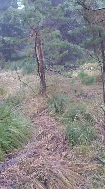 The Fall Rut in Elk City, Idaho