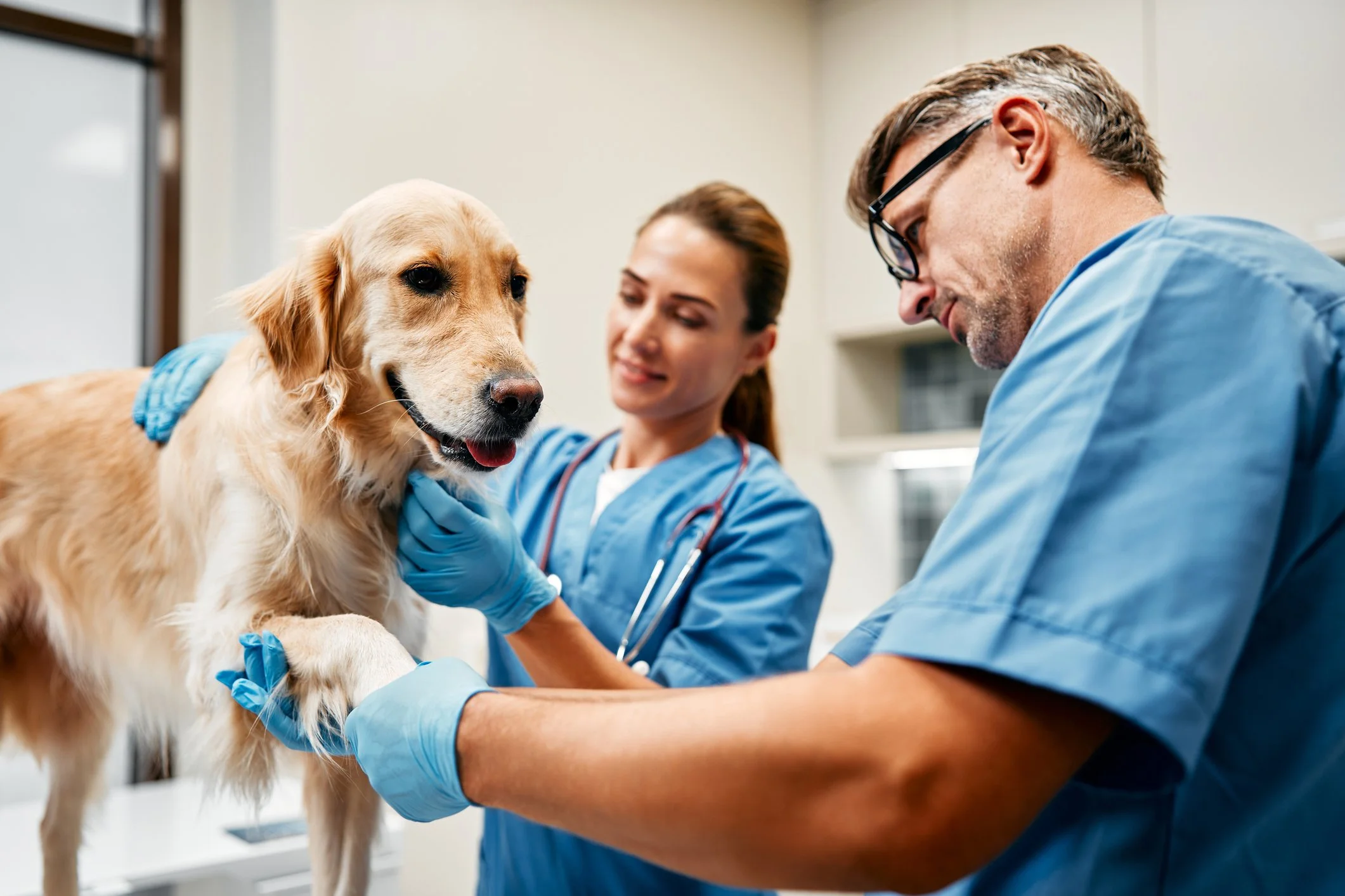 Two veterinarians in blue scrubs examine a golden retriever dog in a clinical setting.