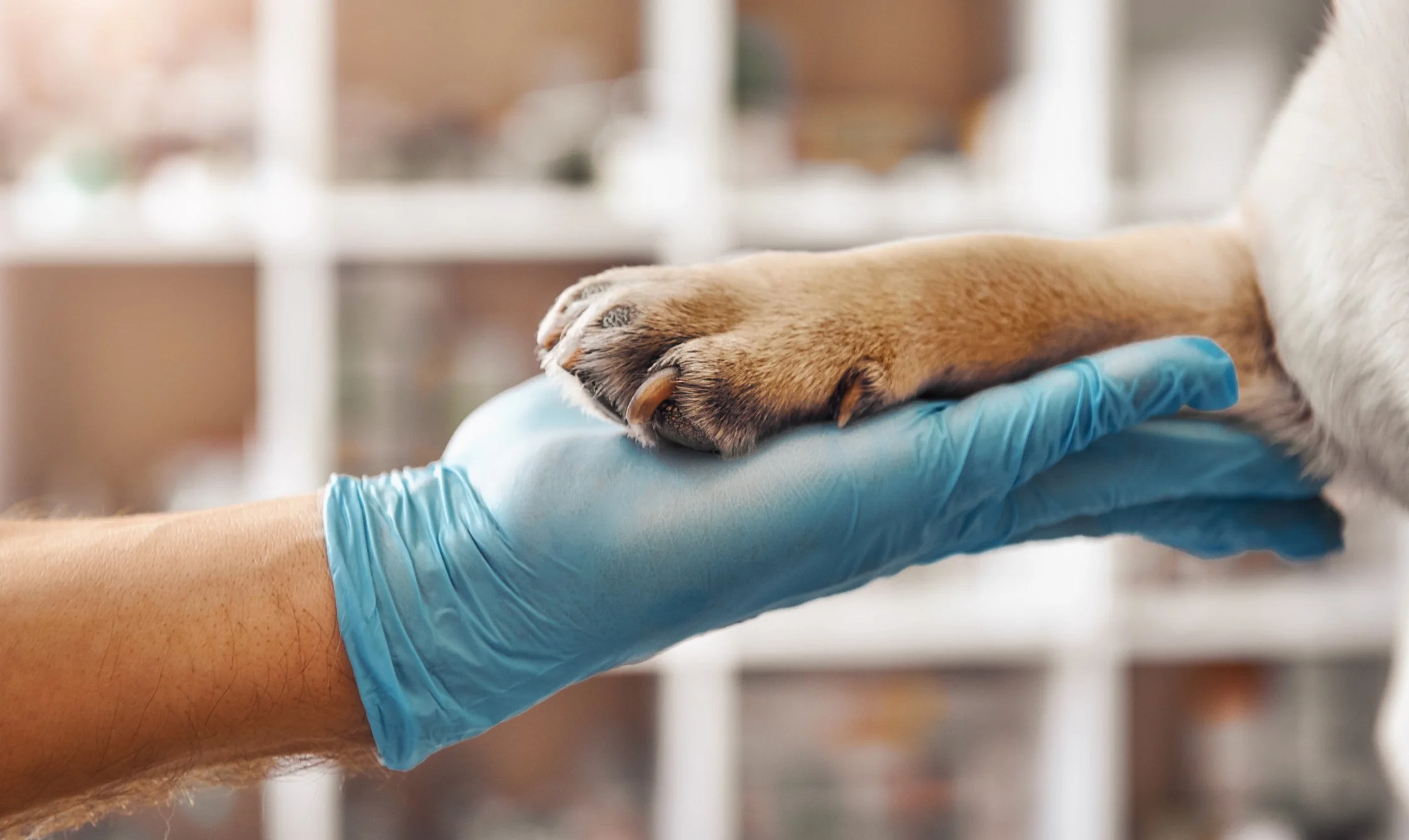 A person wearing a blue glove holding a dog's paw, which is in a veterinary or care setting.