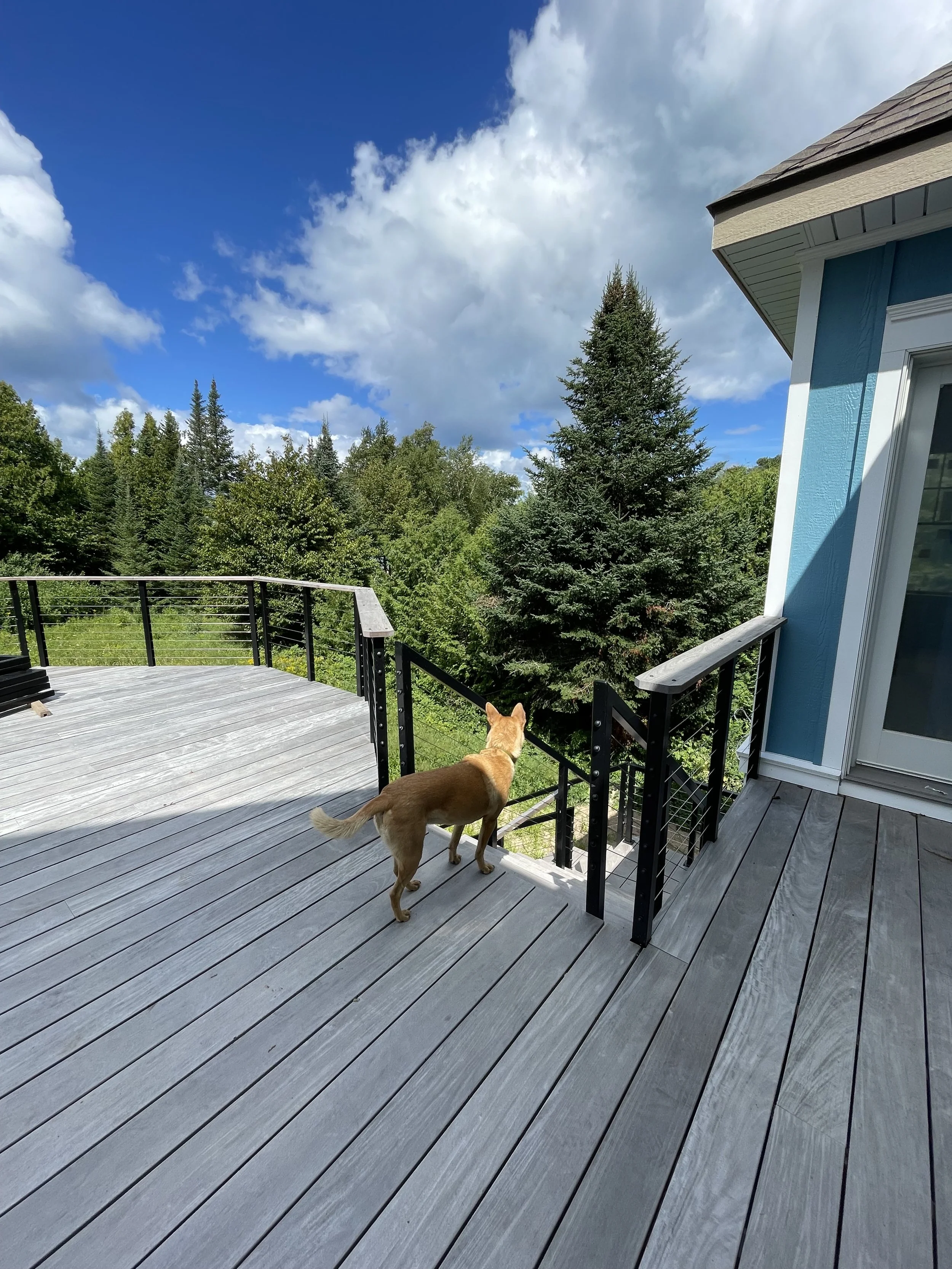 A dog stands next to a custom handrail in northern Michigan on a blue sky day.