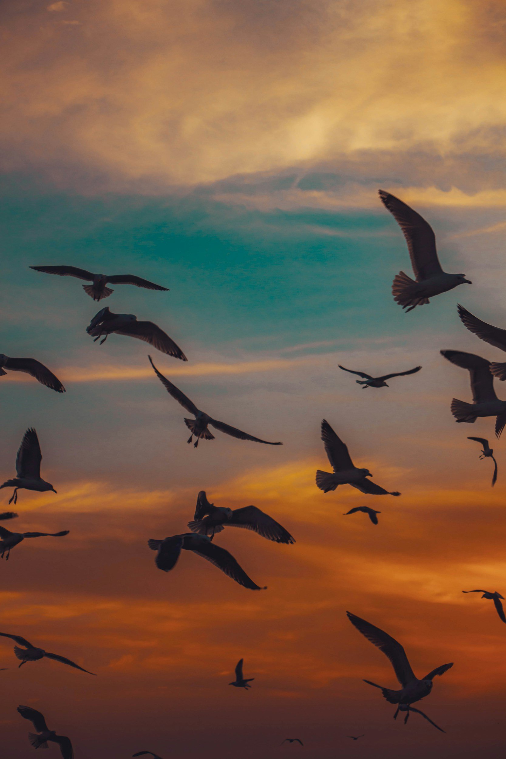 flock of birds soaring through a colorful sunset sky symbolizing intentional connection