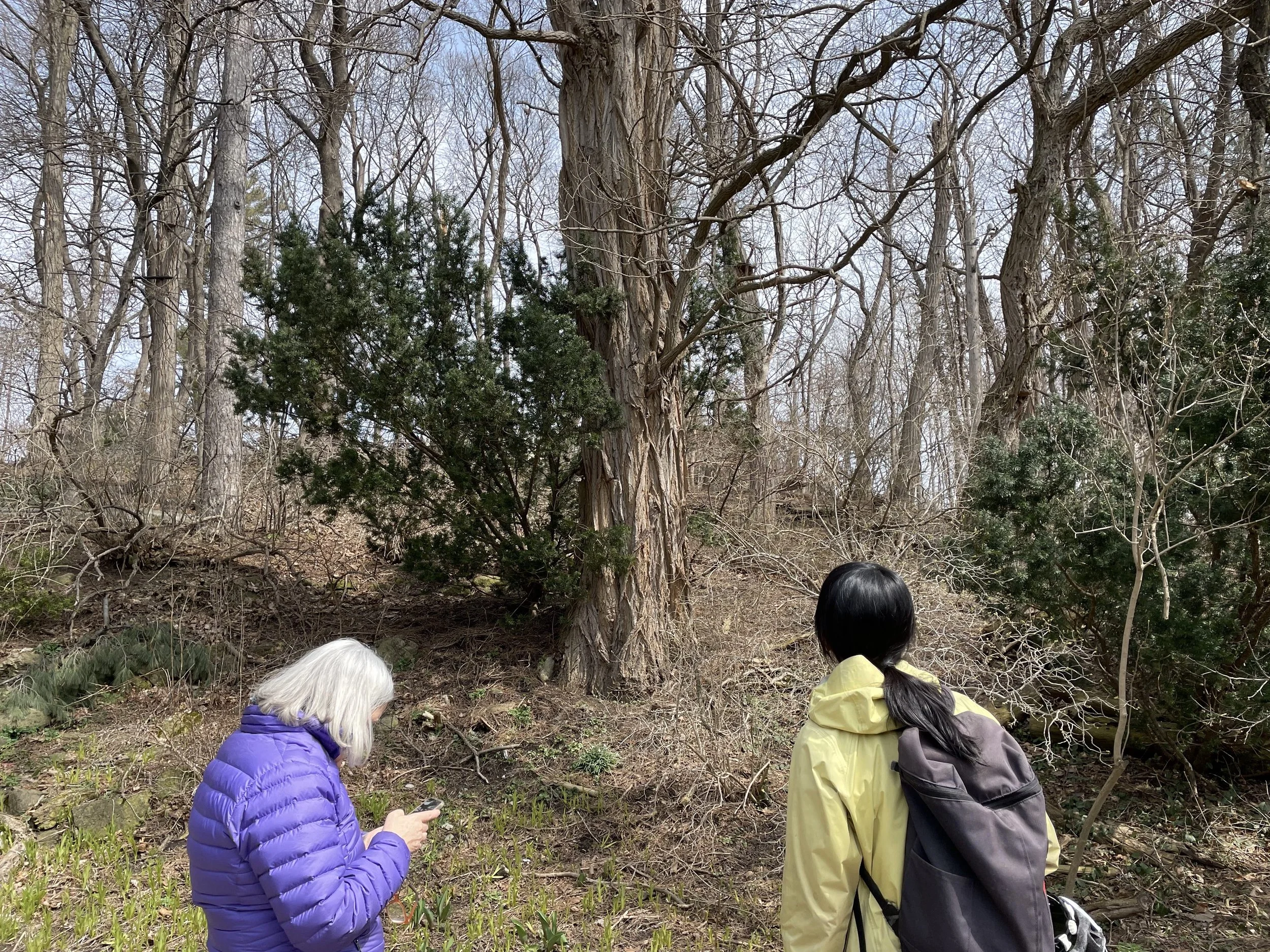 Urban Forest Scavenger Hunt and Earth Day Celebration