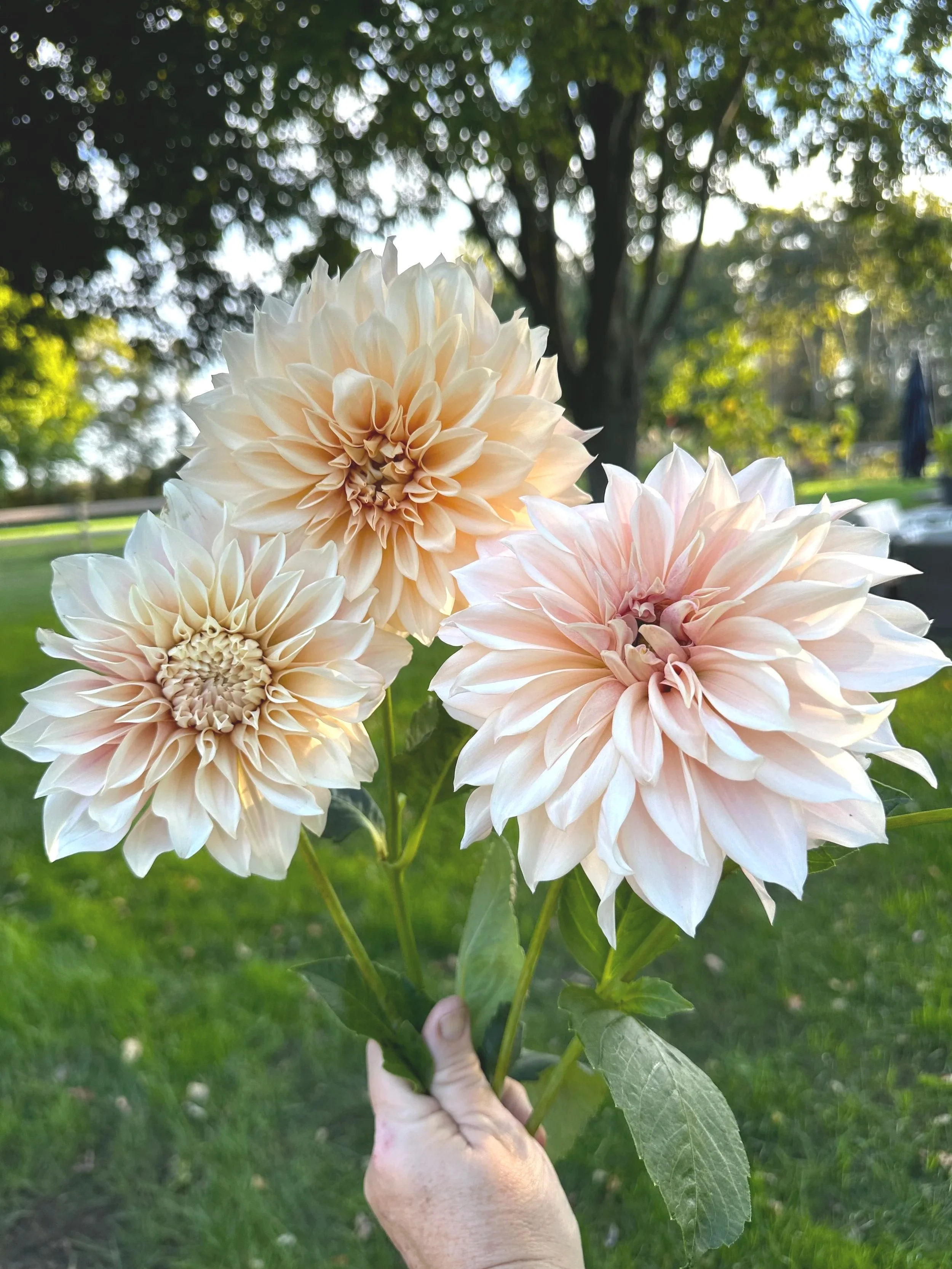 Dahlias 6.jpg