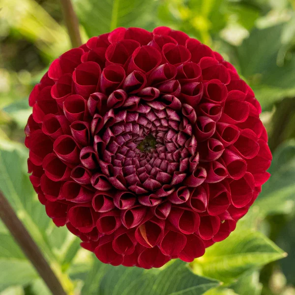 Cornel Dahlia Tuber