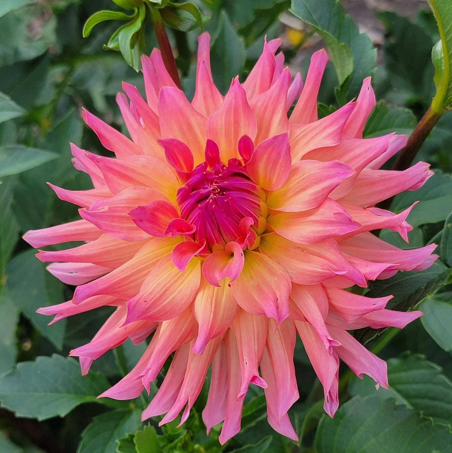 Just Peachy Dahlia.webp