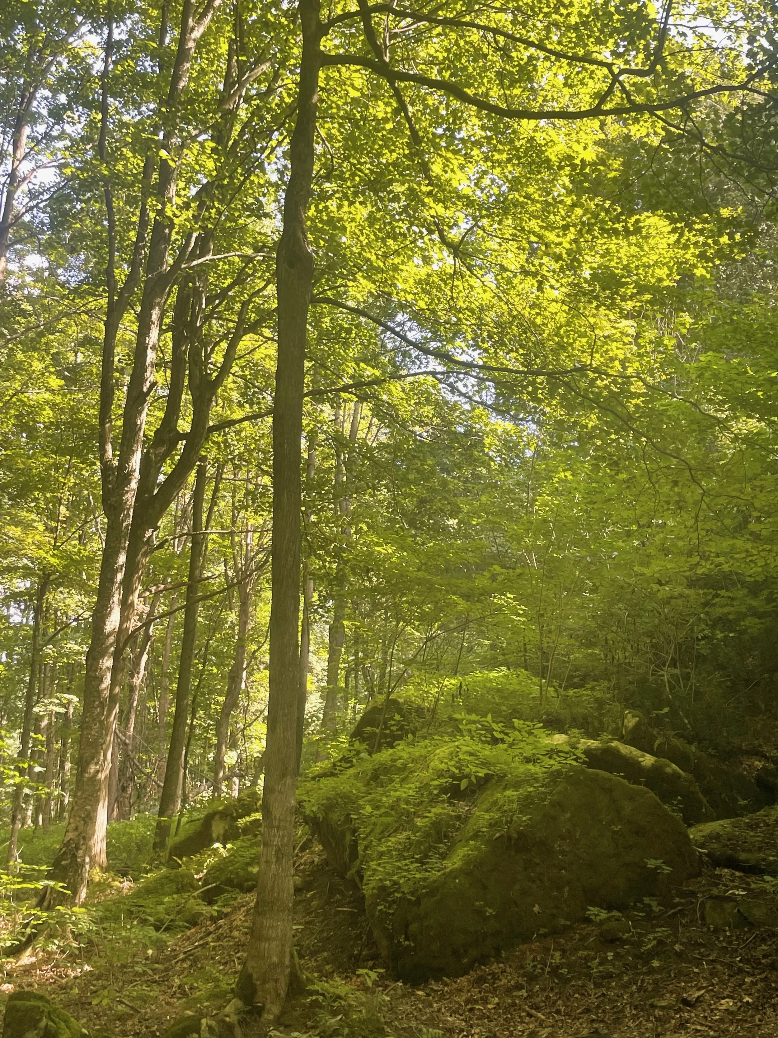 A dense forest scene with tall trees, sunlight filtering through green leaves, and moss-covered rocks on the forest floor, representing the grounded, safe space we cultivate in our therapy sessions.
