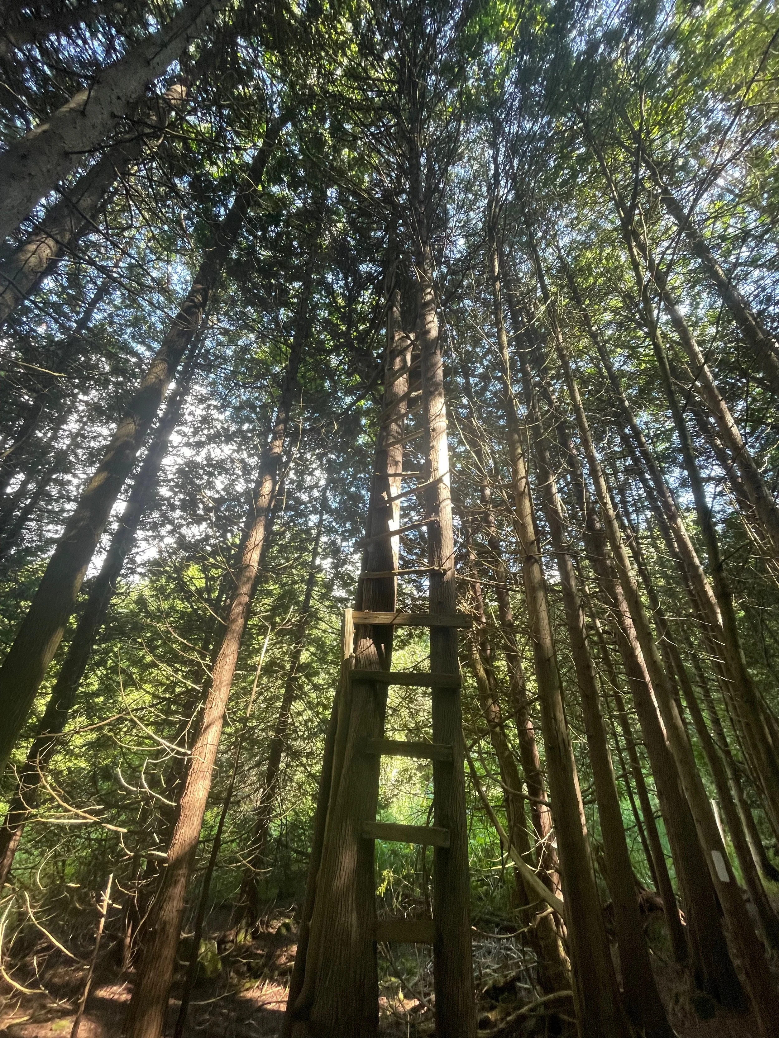 A wooden ladder leaning against a tall tree in a dense forest, with sunlight filtering through the leaves, demonstrating your strength and power to cope with life's challenges. We provide therapy support to regain trust in your abilities.