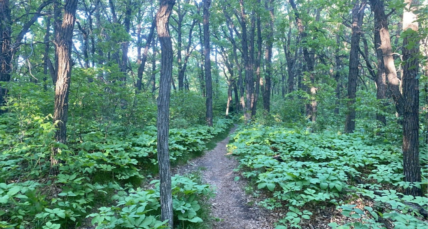 A narrow dirt trail winds through a lush green forest with tall trees and dense foliage.