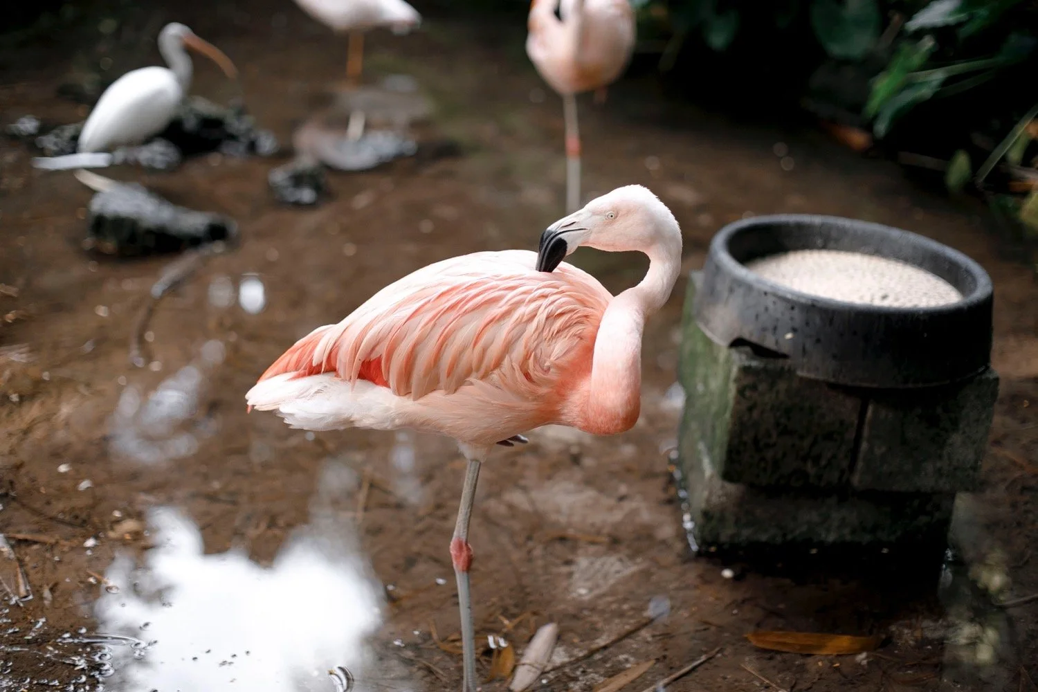 A pink flamingo standing on one leg beside a water trough in a muddy area, with other birds in the background.