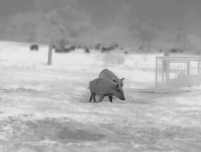 frame_008520_grayscale.png