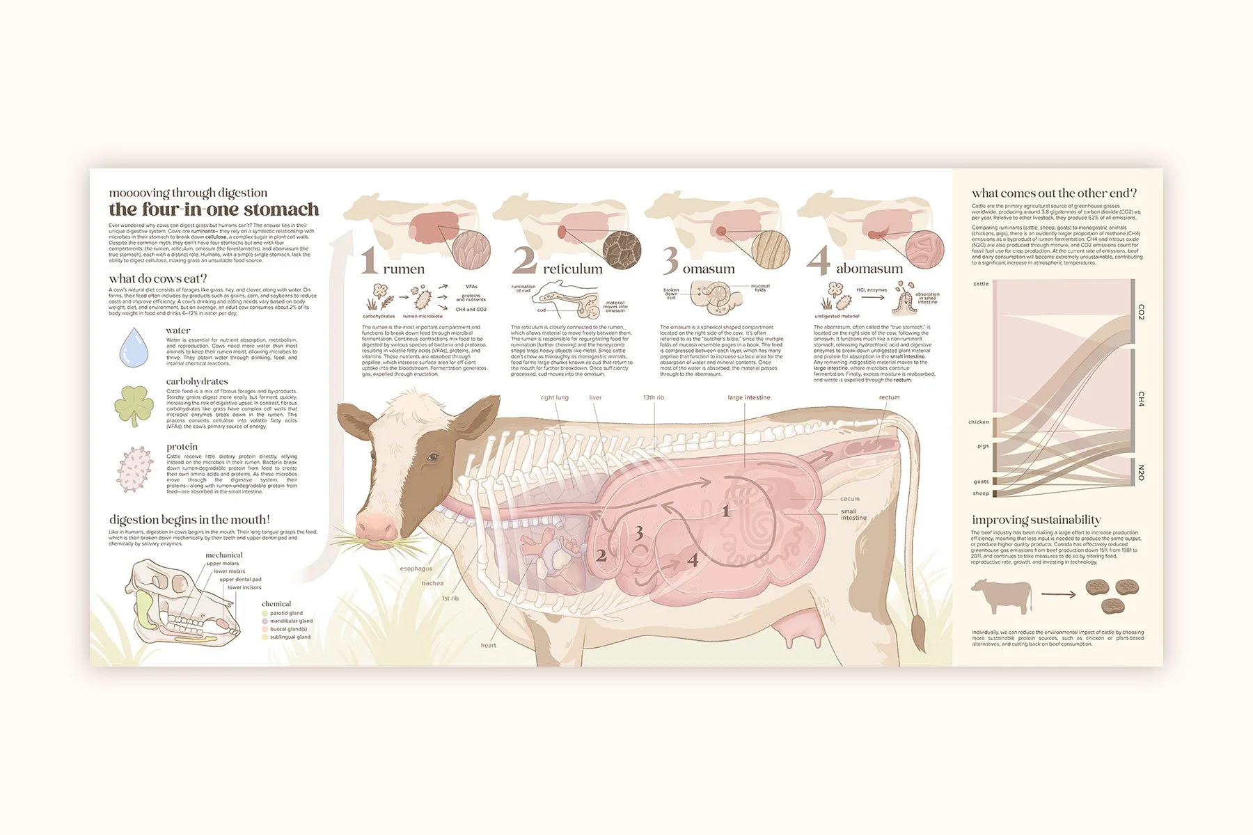 Ruminant Digestion