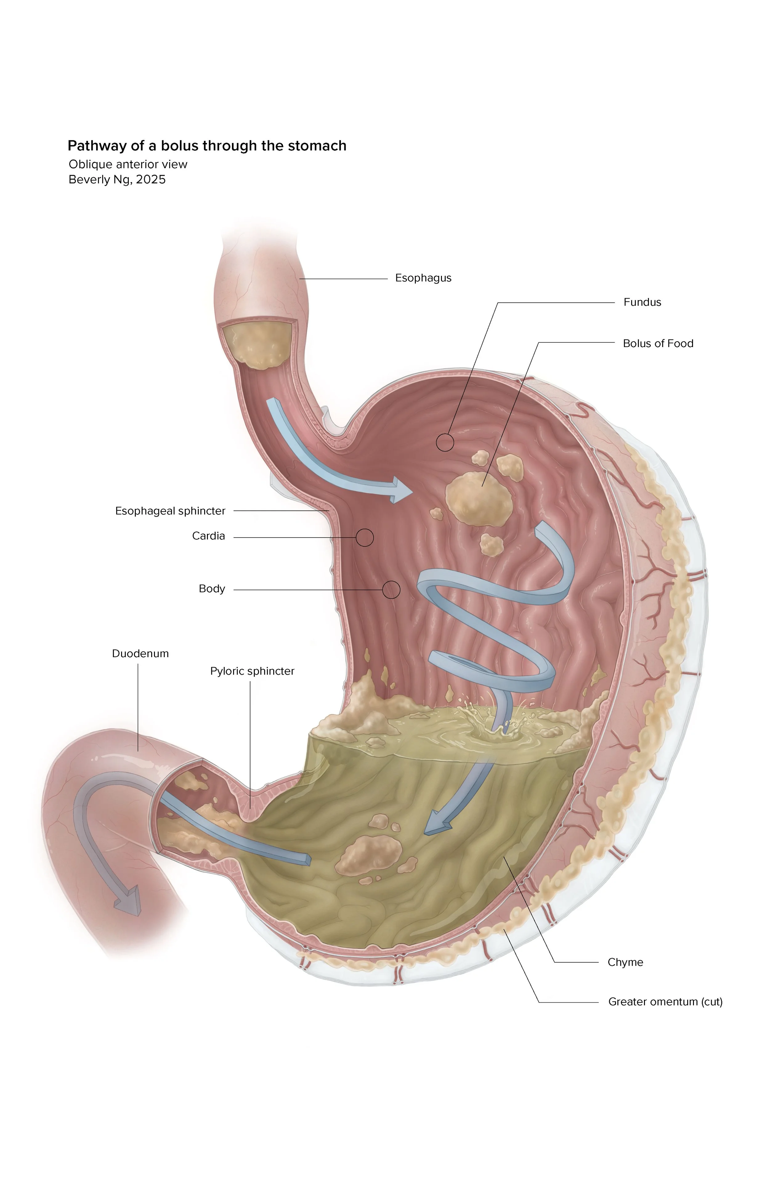 Stomach Digestion