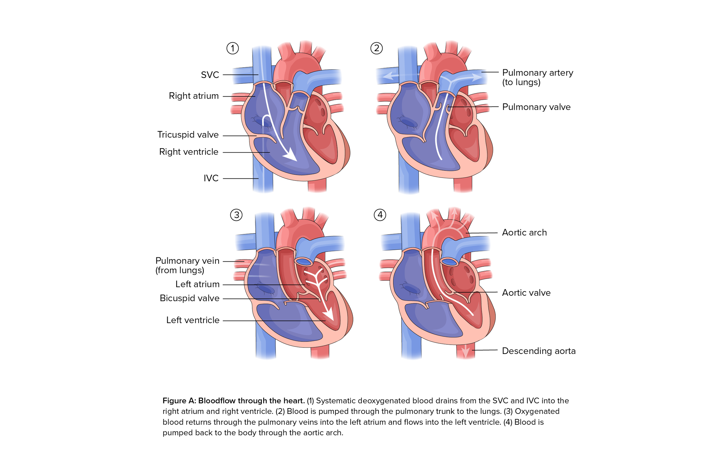 MSC2001-202425-Assign1-Illustration-Ng-Beverly copy.png