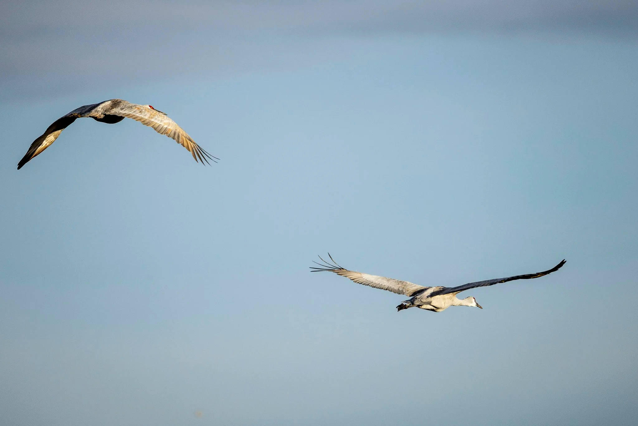 Sandhill Cranes stand 3 to 4 feet tall with a massive 6.5 foot wingspan

