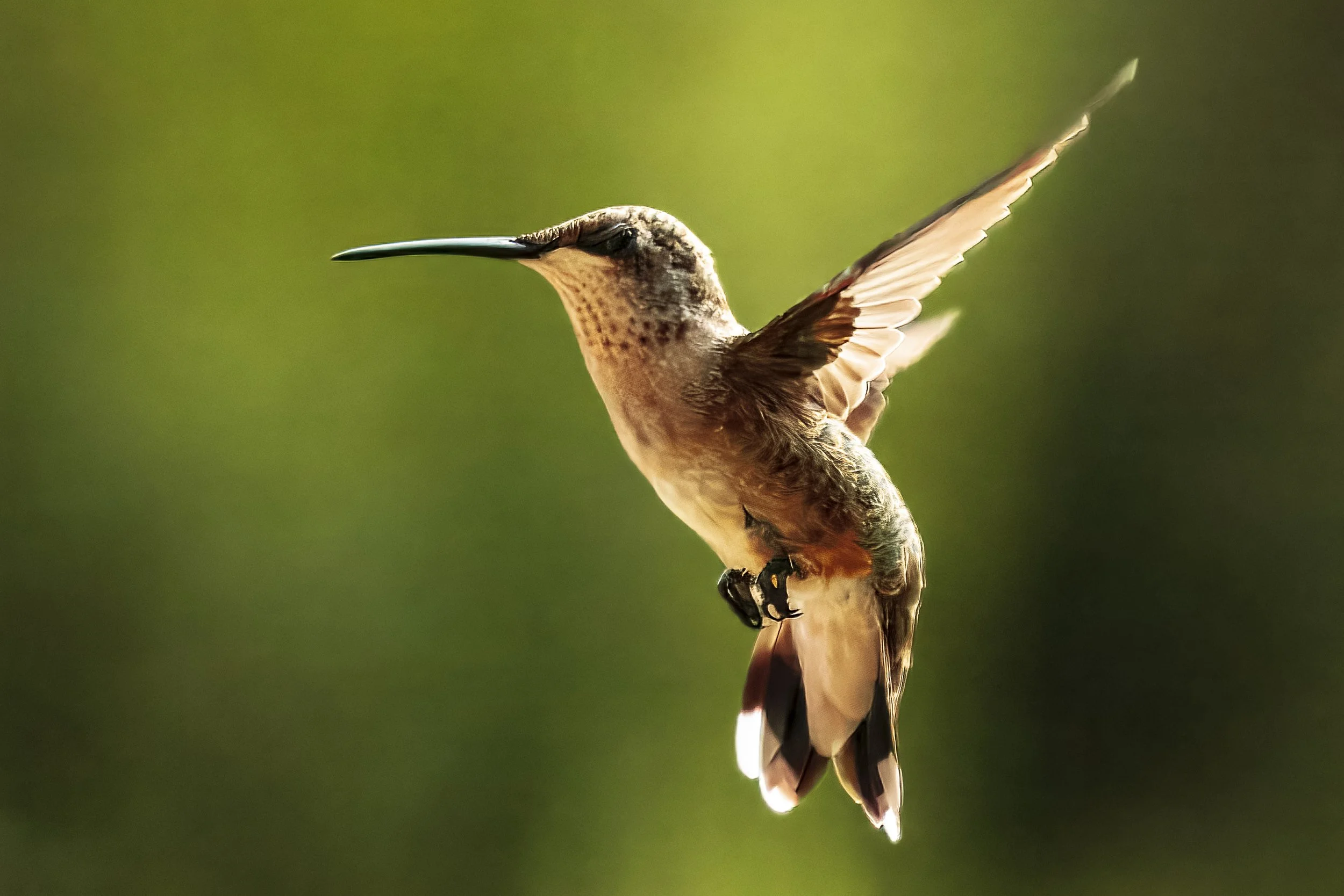 Hummingbird in flight