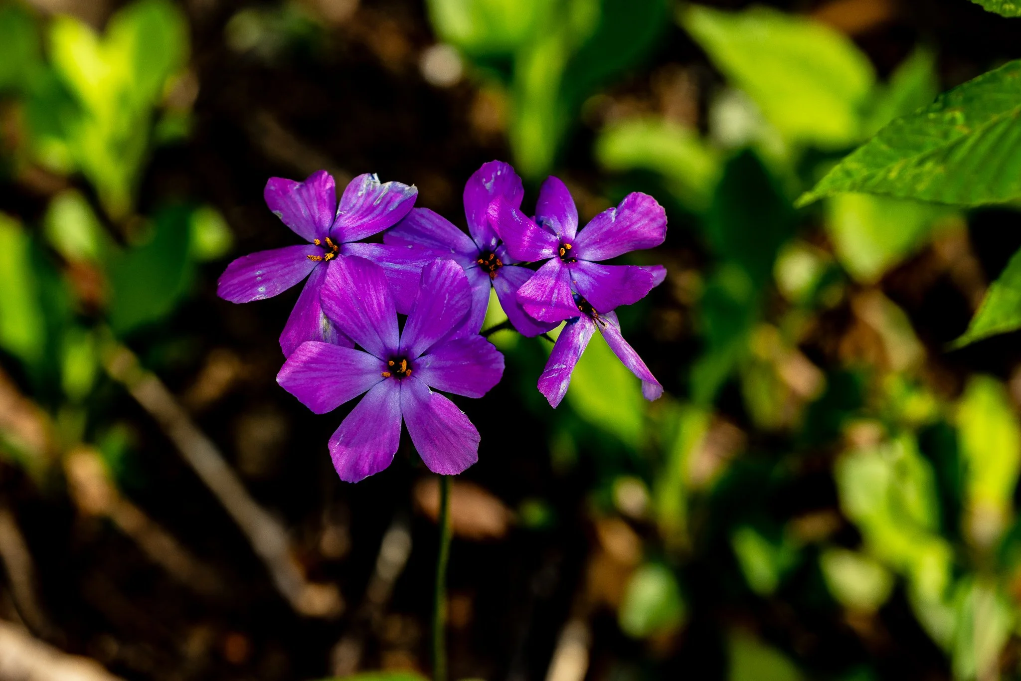 230A0549.JPG