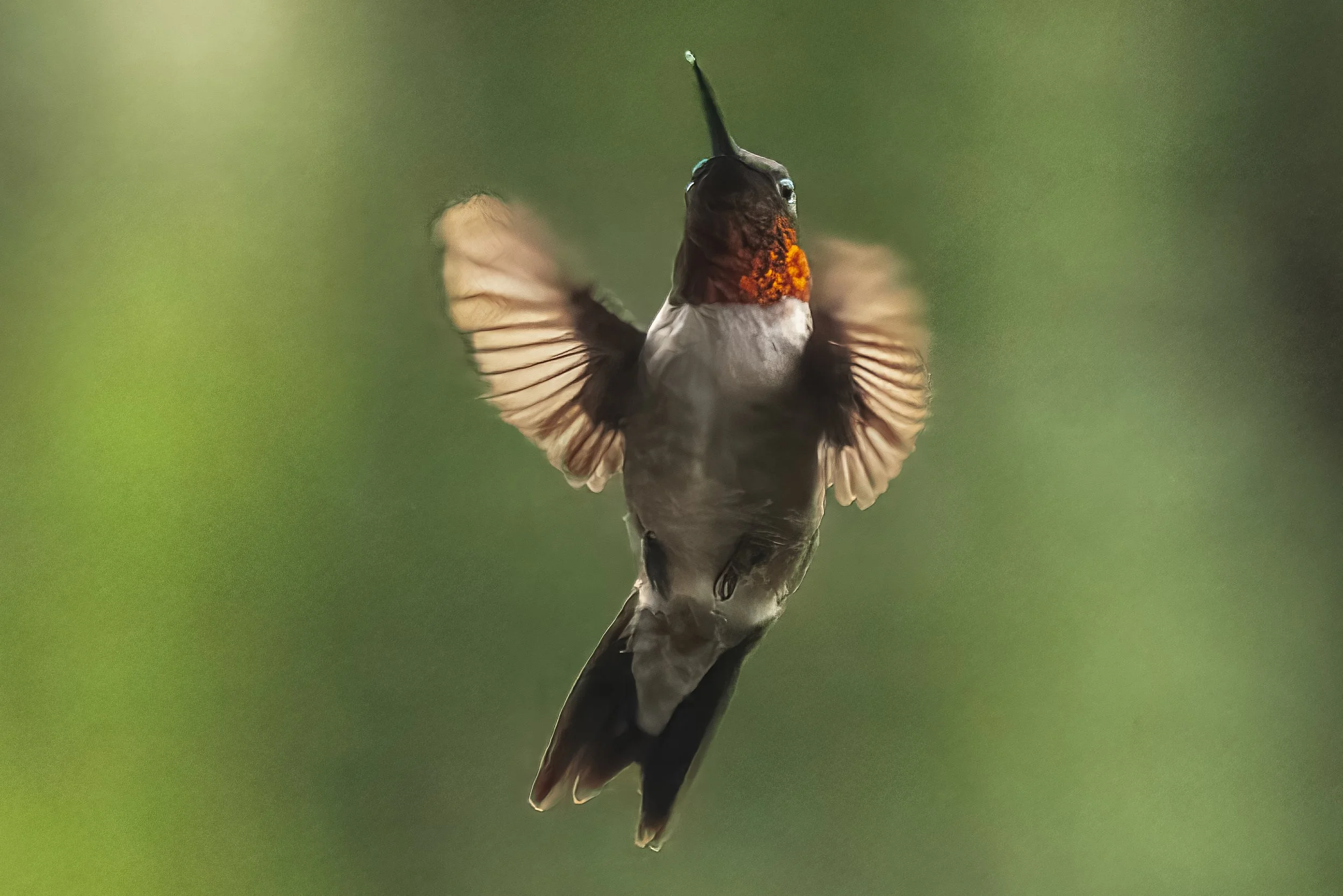 Hummingbirds
