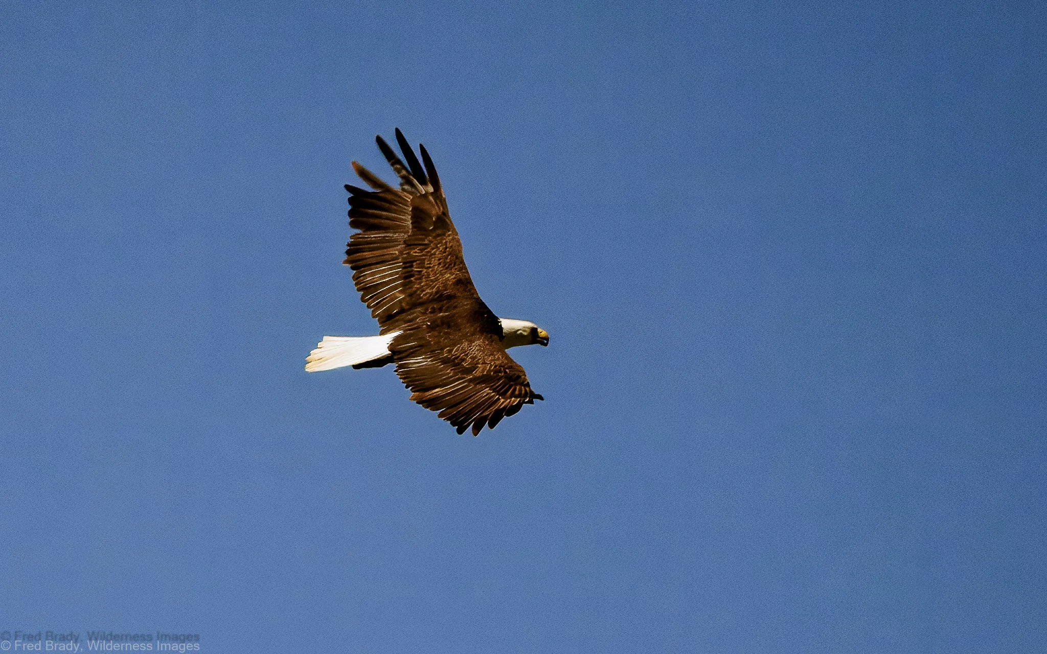 Bald Eagle in Flight