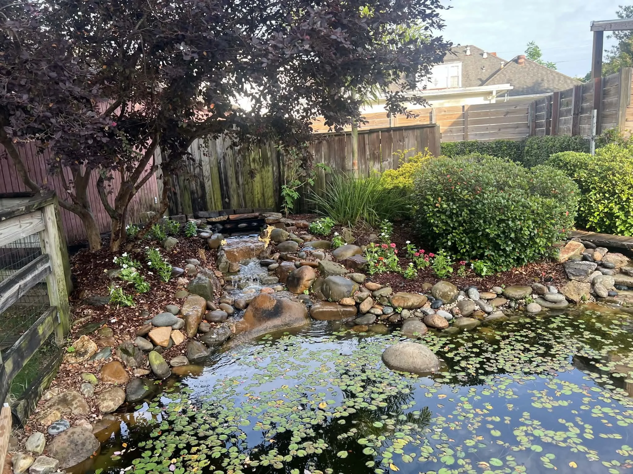 A backyard garden with a small pond filled with lily pads and surrounded by rocks, bushes, and a tree, with a wooden fence and rooftops of houses in the background.