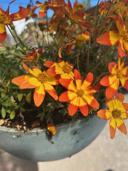 pot of flowers at Finnriver Farm & Cidery