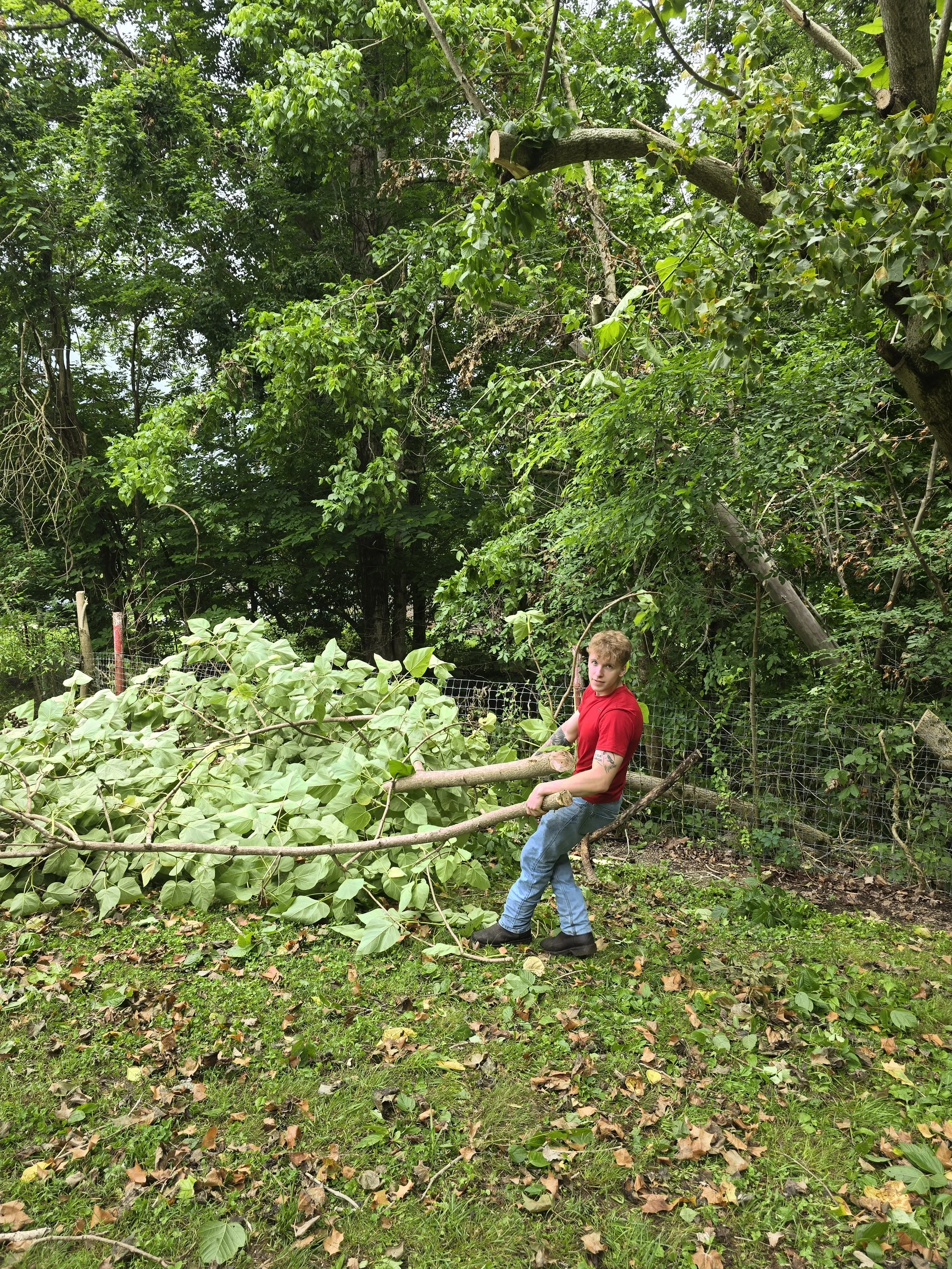 Residential backyard cleared of fallen trees following storm damage.