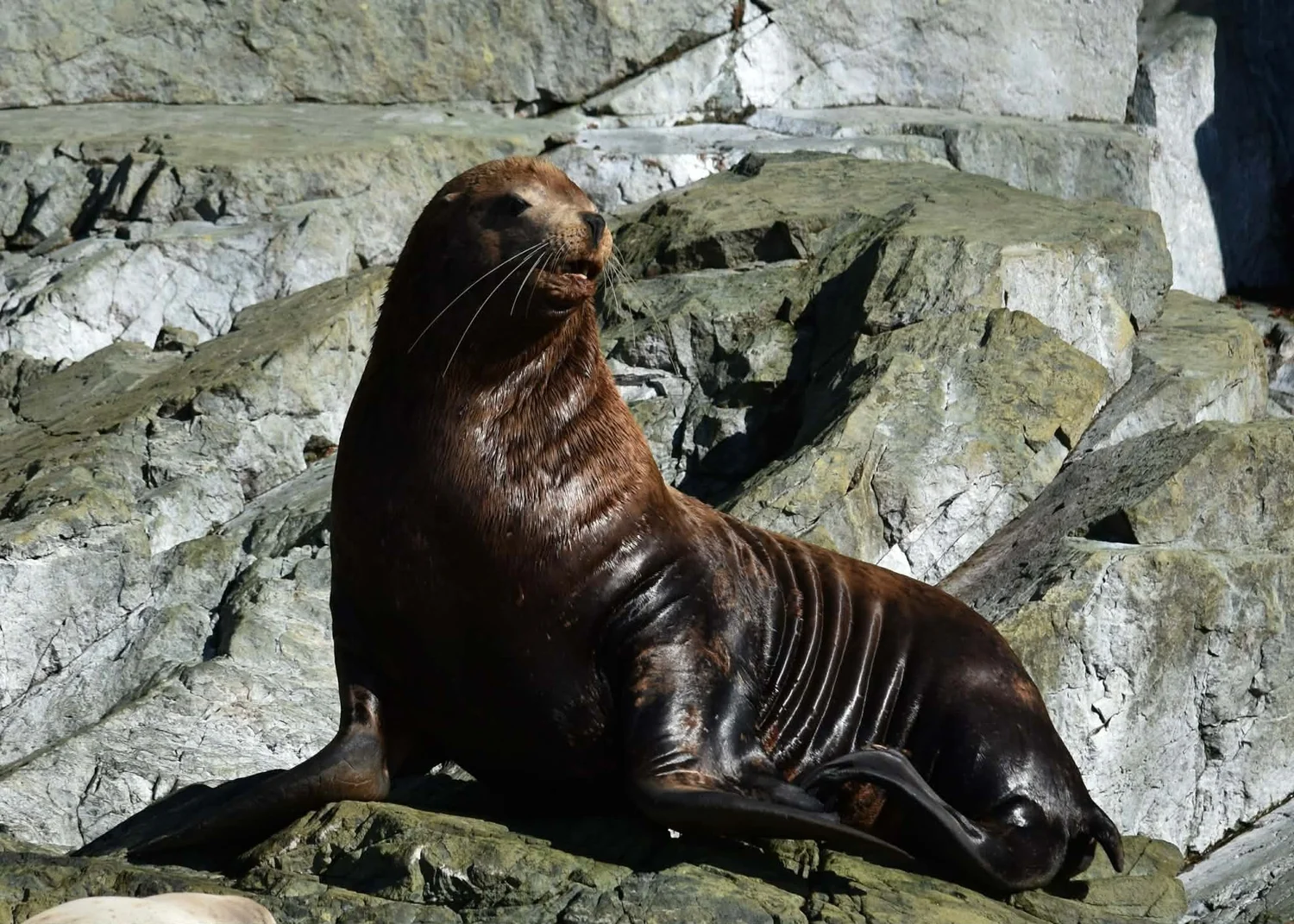 Juneau Whale & Rod Charters | Juneau Whale & Rod Charters