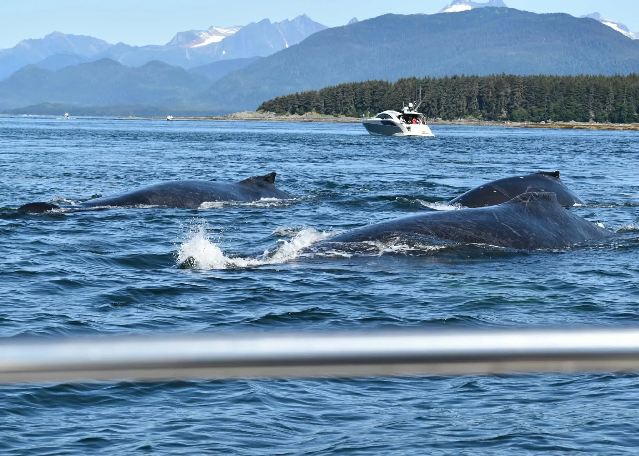 Juneau Whale Watching 