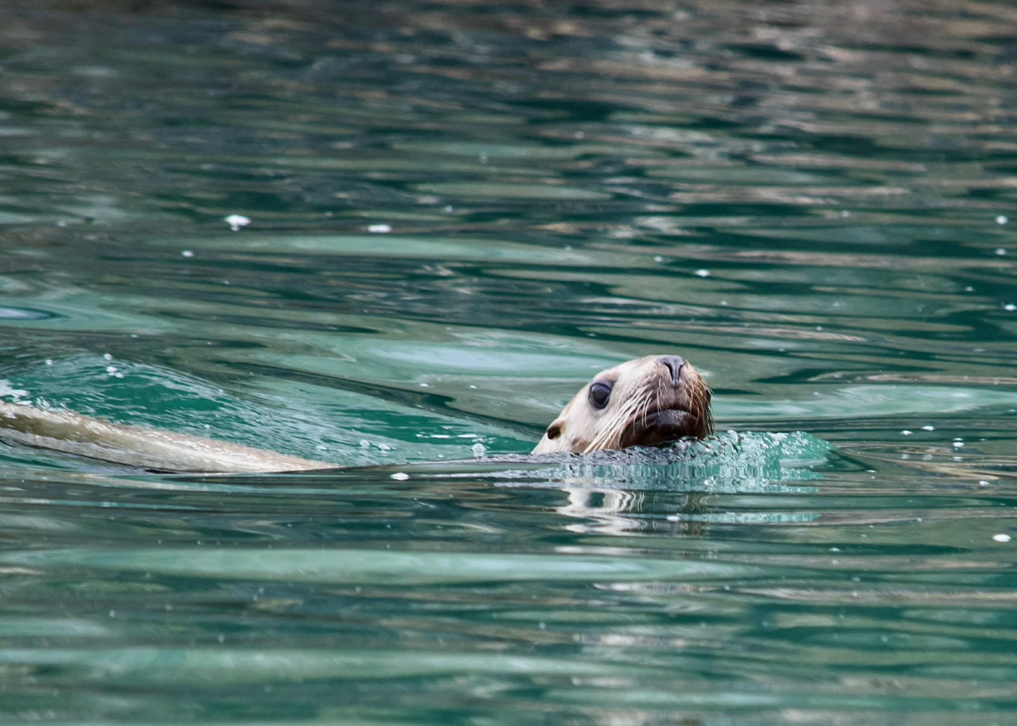 Juneau Whale Watching 
