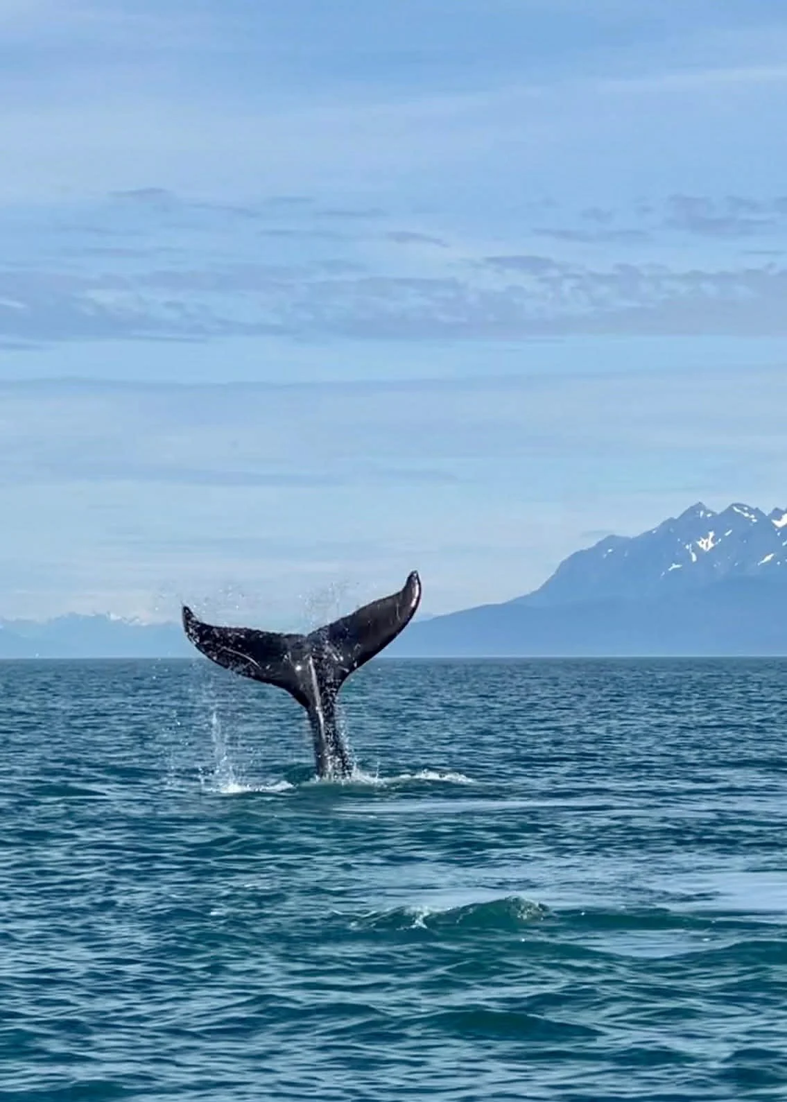 Juneau Whale Watching 
