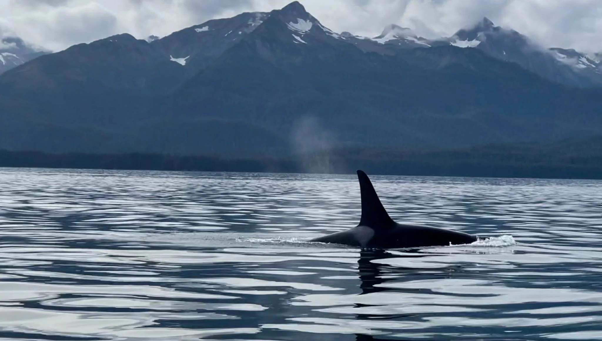 Juneau Whale Watching 
