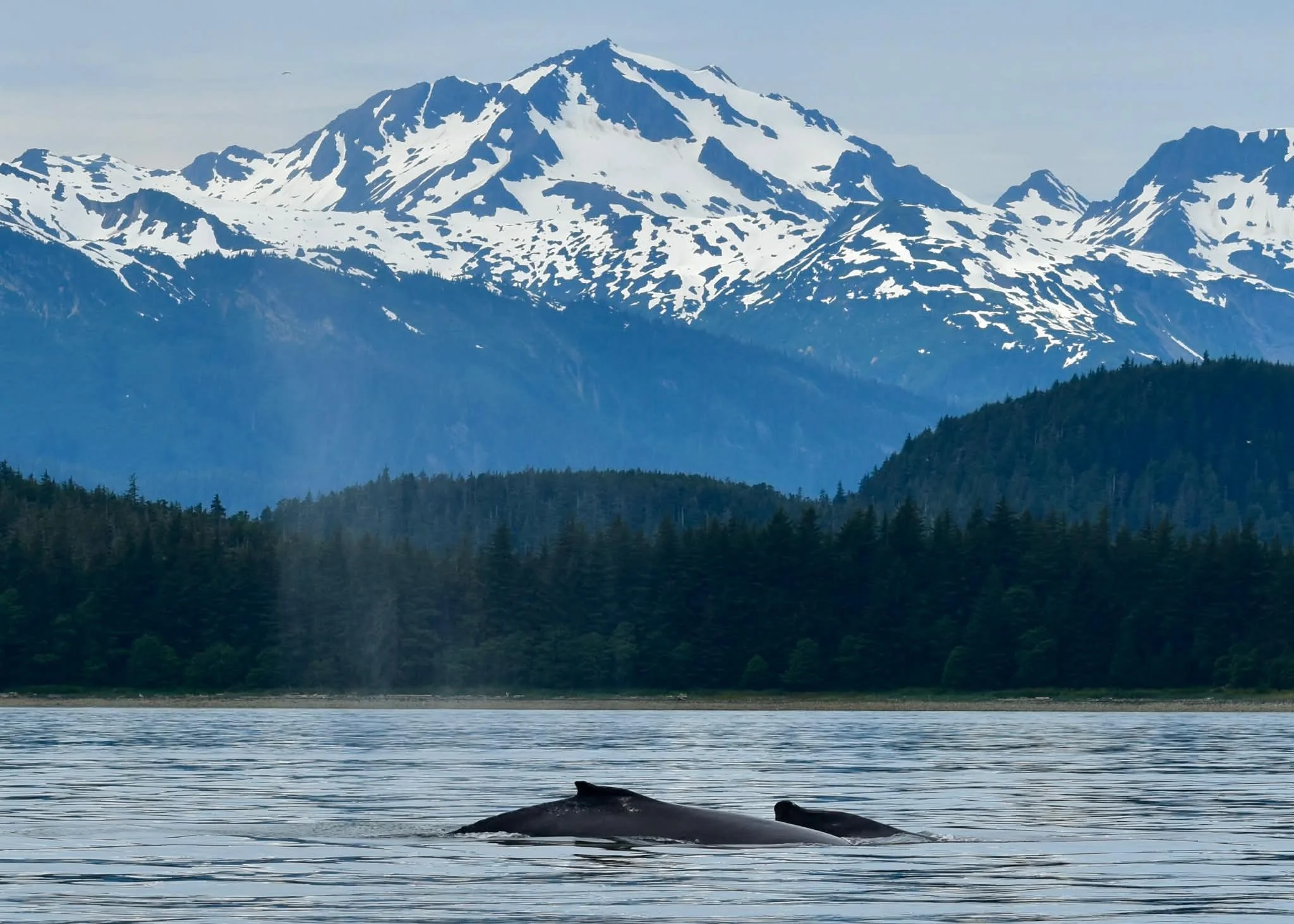 Juneau Whale Watching 